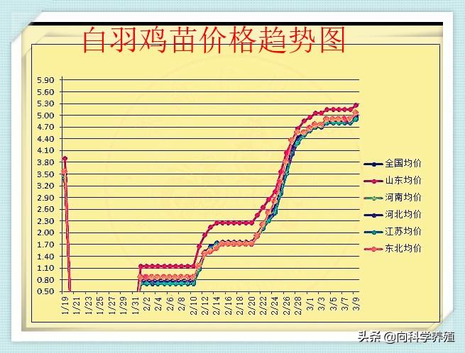 肉鸡苗价格最新报价及市场动态分析