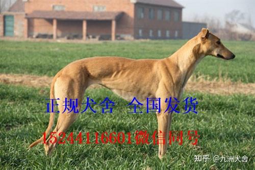 石家庄格力犬最新价格概览